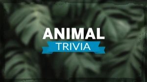 Animal Trivia - Play Free Best Puzzle Online Game on JangoGames.com