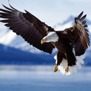 Animals Jigsaw Puzzle Eagle - Play Free Best Puzzle Online Game on JangoGames.com