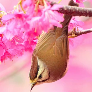 Birds Slide - Play Free Best Puzzle Online Game on JangoGames.com