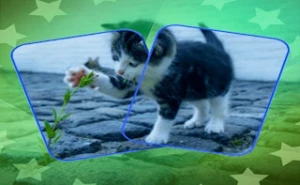 Cat Puzzle Memory Match - Play Free Best memory Online Game on JangoGames.com