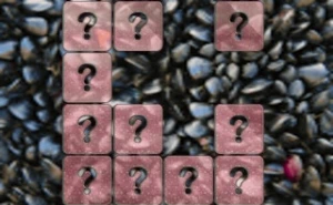 Clam Memory Match - Play Free Best memory Online Game on JangoGames.com