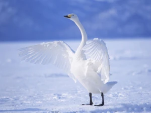 Graceful Swans Puzzle - Play Free Best Puzzle Online Game on JangoGames.com