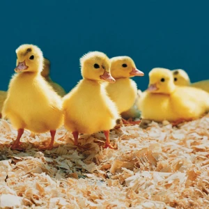 Lovable Little Creatures Puzzle - Play Free Best Puzzle Online Game on JangoGames.com
