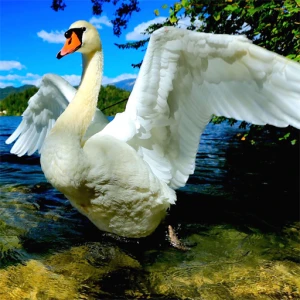 Swans Slide - Play Free Best Puzzle Online Game on JangoGames.com